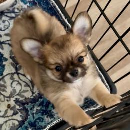 Harry READ DESCRIPTION - Fawn male Chihuahua puppy in Spring Hill, Florida from Stardom Chihuahuas & CKCS