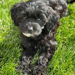 Hazel - Black Cavapoo puppy in Idaho Falls, Idaho from Dot & Dash Doodles
