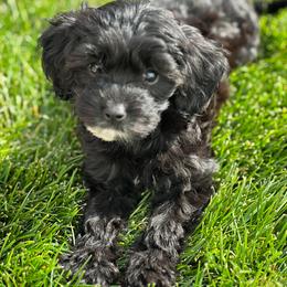 Hazel - Black Cavapoo puppy in Idaho Falls, Idaho from Dot & Dash Doodles