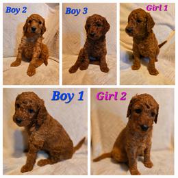 Poodle Puppies from Sydney Ramsdell