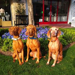 Vizsla All Grown Up from Betty's Vizslas