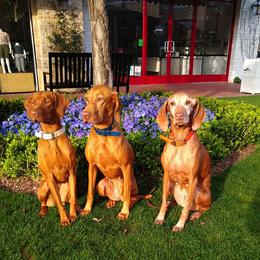 Vizsla All Grown Up from Betty's Vizslas