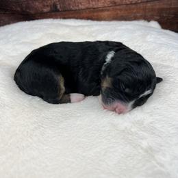 American Eskimo Dog and Bernedoodle Puppies from Shadow Kennels