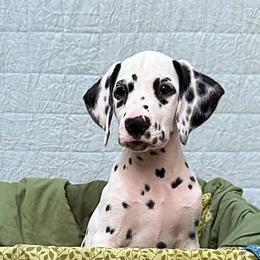 Curtis - White and black male Dalmatian puppy in Decatur, Alabama from Hollytree Dalmatians