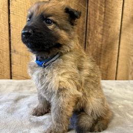 Blue - Bi-color male German Shepherd puppy in Terra Alta, West Virginia from Shepherd Country Farm and Kennels