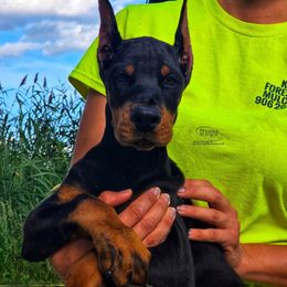 Glenn - Black and rust male Doberman Pinscher puppy in China Township, Michigan from Snell's Superior Kennel Dobermann & GSP