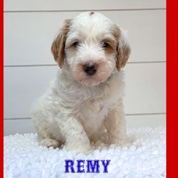 REMY - Parti male Goldendoodle puppy in North Conway, New Hampshire from Arbor Grace Doodles