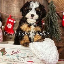 Australian Labradoodle, Cavapoo, and Goldendoodle Puppies from Deer Creek Labradoodles
