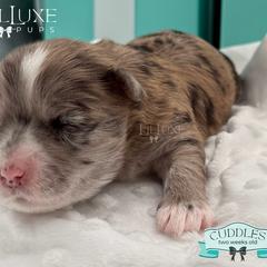 Morkie and Shorkie Puppies from Lil Luxe Pups