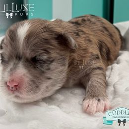 Morkie and Shorkie Puppies from Lil Luxe Pups