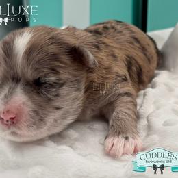 Morkie and Shorkie Puppies from Lil Luxe Pups