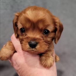 Ruby - Ruby female Cavalier King Charles Spaniel puppy in Romeoville, Illinois from KonopkaKennelsLLC