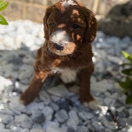 Lucy - Apricot female Goldendoodle puppy in Nashville, Tennessee from Tumbling Creek GoldenDoodles