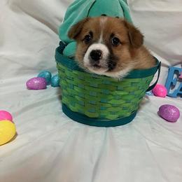 Green male - White and fawn male Pembroke Welsh Corgi puppy in Pleasant Plains, Arkansas from PBA Kennel
