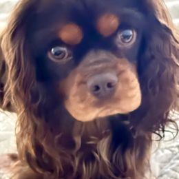 Cavalier King Charles Spaniel puppies from STARGAZER CAVALIERS