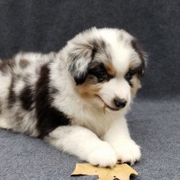 Brass - Blue merle male Miniature American Shepherd puppy in Springfield, Missouri from Sunrock Kennel