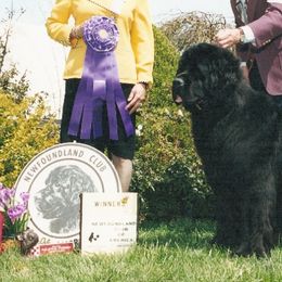 Newfoundlands from Southwind
