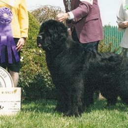 Newfoundlands from Southwind