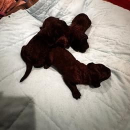 Labradoodle All Grown Up from Kelly’s Doodles