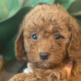 Burgundy Boy - Red  Goldendoodle puppy in Excelsior Springs, Missouri from Zoodles Micro Goldendoodles