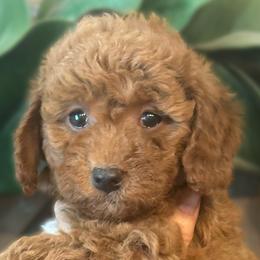 Burgundy Boy - Red  Goldendoodle puppy in Excelsior Springs, Missouri from Zoodles Micro Goldendoodles