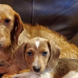 Dachshunds from Shiloh's Legacy Mini Dachshunds