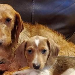 Dachshunds from Shiloh's Legacy Mini Dachshunds