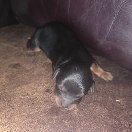 Pondo - Black and tan male Cavapoo puppy in Auburn, California from Gold Country Doodles