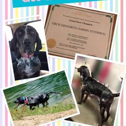 American Leopard Hound, Bluetick Coonhound, and German Shepherd All Grown Up from Haus Biery German Shepherds, Benchmark Blueticks & Leopard Hounds