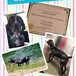 American Leopard Hound, Bluetick Coonhound, and German Shepherd All Grown Up from Haus Biery German Shepherds, Benchmark Blueticks & Leopard Hounds