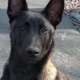 Belgian Malinois and Boston Terrier All Grown Up from SB & Raksha