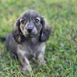 Cream brindle - Brindle female Dachshund puppy in Ashford, Alabama from Circle City Dachshunds