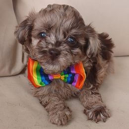 Shihpoo puppies from Route 66 Poodles & Doodles, Sapphire Shih-tzu's of Ohio