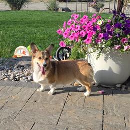 Dolly - Pembroke Welsh Corgi