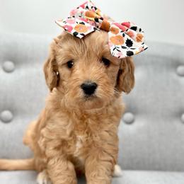 Isla - Apricot female Goldendoodle puppy in Queen Creek, Arizona from Goldendoodle AZ
