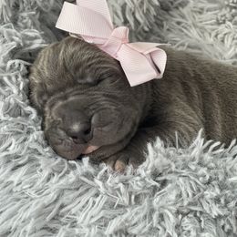 Great Dane Puppies from Lazuli Great Danes