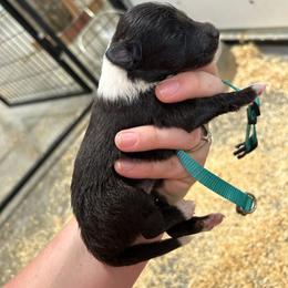 Teal - Black and white female Shetland Sheepdog puppy in Fontanelle, Iowa from Jensen Farms Shelties