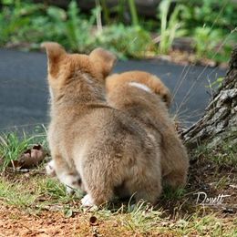 Dalarno Pembroke Welsh Corgis breeder of Cardigan Welsh Corgi