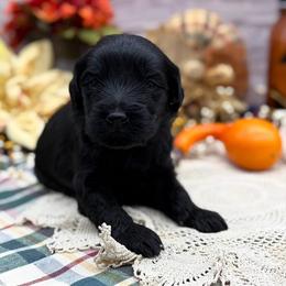 Ruby - Black female Goldendoodle puppy in Lisbon, Ohio from Willow Lane Doodles