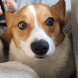 Pembroke Welsh Corgis from Feathers & Ferals Farm