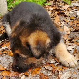 German Shepherd Puppies from Saint Pete Sheps