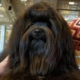 Max - Havanese