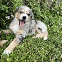 Australian Shepherd Puppies from 2 Happy Aussies