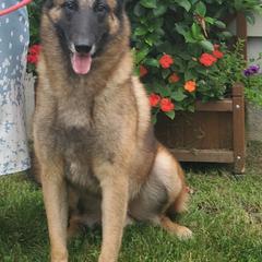 Belgian Malinois from Broadcreek