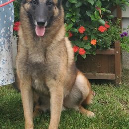 Belgian Malinois from Broadcreek