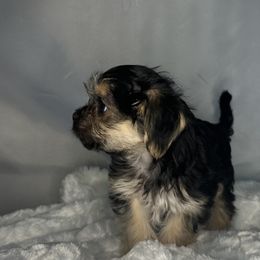 Biewer Terrier, Companion Cross, and Morkie Puppies from Puppy Boutique
