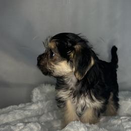 Biewer Terrier, Companion Cross, and Morkie Puppies from Puppy Boutique