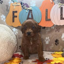 Hazelnut - Red  female Goldendoodle puppy in Warren, Michigan from Annette Patterson