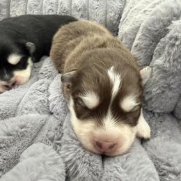 Danio - Chocolate male Pomsky puppy in Auburn, Washington from Periwinkle Pomskies