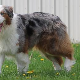 Myst - Australian Shepherd